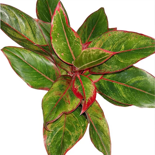 Rákvirág - Aglaonema Crete
