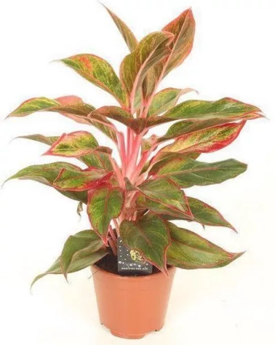 Rákvirág - Aglaonema Crete