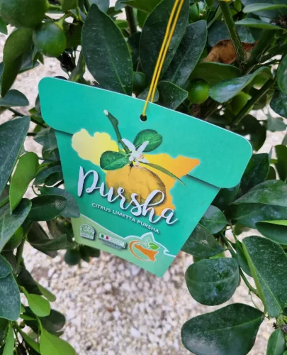 Pursha - Édes Lime
