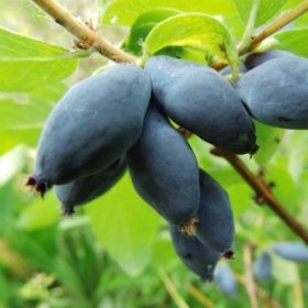   Kamcsatkai mézbogyó - Lonicera kamtschatica 'Jugana'