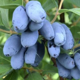   Kamcsatkai mézbogyó - Lonicera kamtschatica 'Vostorg'