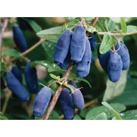   Kamcsatkai mézbogyó - Lonicera kamtschatica 'Honeybee'