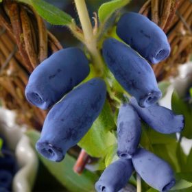   Kamcsatkai mézbogyó - Lonicera kamtschatica 'Indigo Gem"