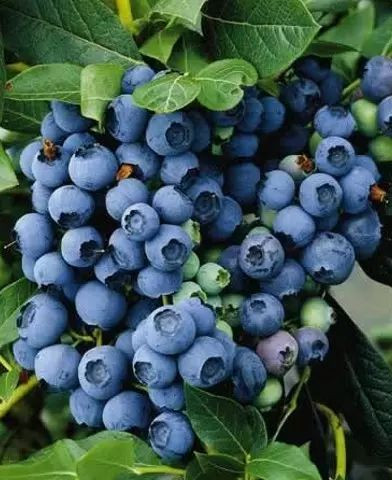 Áfonya - VACCINIUM CORYMBOSUM " Elliott"