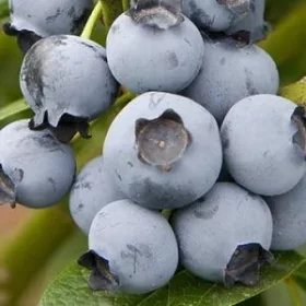 Áfonya - VACCINIUM CORYMBOSUM " Brigitta"- P13