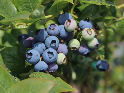 Áfonya - VACCINIUM CORYMBOSUM " Brigitta"- P13