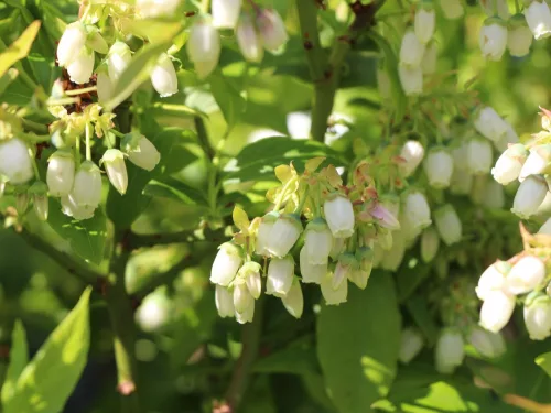 Áfonya - VACCINIUM CORYMBOSUM " Brigitta"- P13