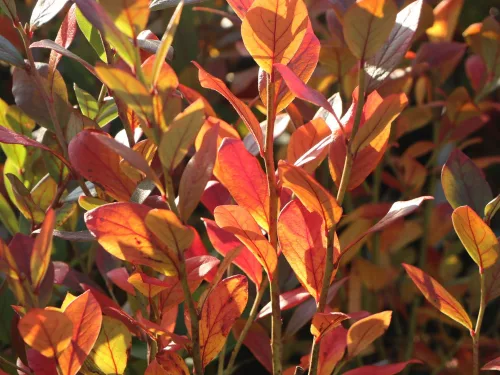Áfonya - VACCINIUM CORYMBOSUM " Brigitta"- P13