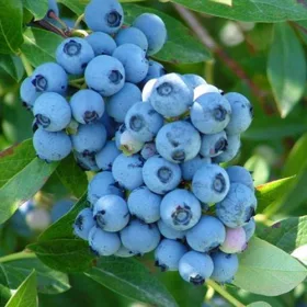 Áfonya - VACCINIUM CORYMBOSUM " Nelson"