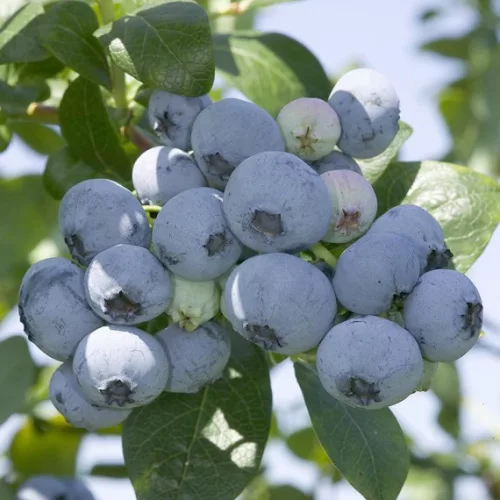 Áfonya - VACCINIUM CORYMBOSUM " Nelson"