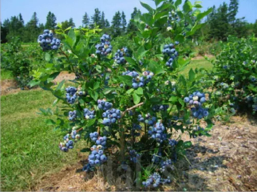 Áfonya - VACCINIUM CORYMBOSUM " Nelson"