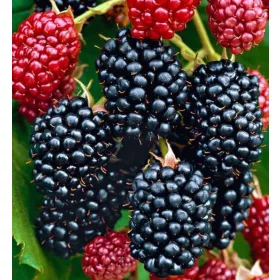 Tüskétlen szeder - Rubus Fruticosus "Navaho"