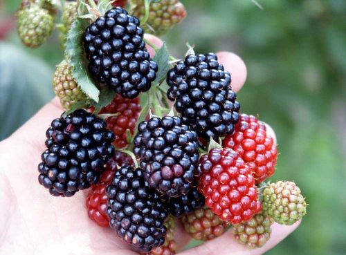 Tüskétlen szeder - Rubus Fruticosus "Navaho"