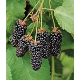   Tüskétlen szeder - Rubus Fruticosus "Triple Crow"
