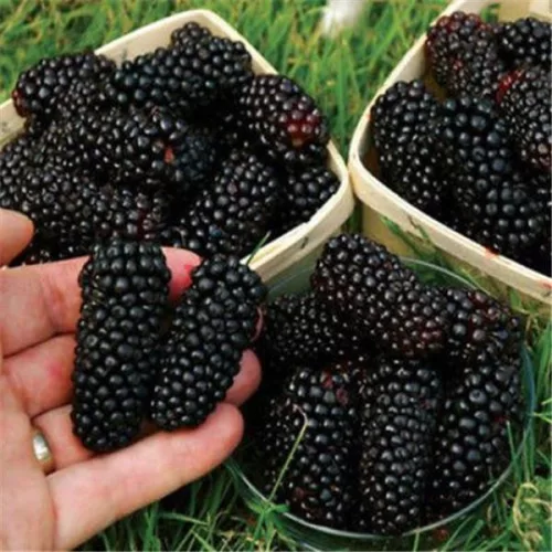 Tüskétlen szeder - Rubus Fruticosus "Triple Crow"