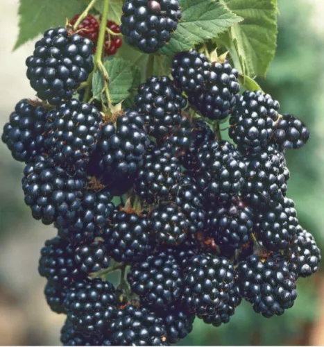 Tüskétlen szeder - Rubus Fruticosus "Triple Crow"