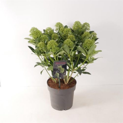 Skimmia Japonica " Fragrant Cloud " - Japán dérbabér