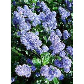  Terülő kék virágú táskavirág - Ceanothus thyrsiflorus var. repens