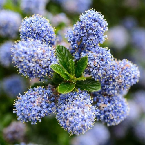 Terülő kék virágú táskavirág - Ceanothus thyrsiflorus var. repens
