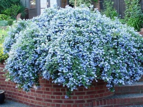 Terülő kék virágú táskavirág - Ceanothus thyrsiflorus var. repens