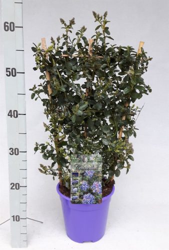 Terülő kék virágú táskavirág - Ceanothus thyrsiflorus var. repens