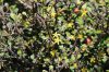 Cikkcakk cserje - Corokia cotoneaster