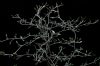 Cikkcakk cserje - Corokia cotoneaster
