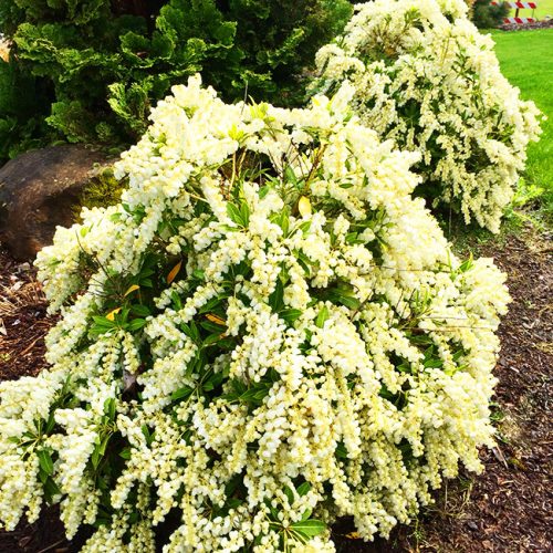 Japán babérhanga - Pieris japonica " Prelude"