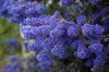 Kaliforniai orgona - Táskavirág - Ceanothus Impressus 'Blue Sapphire"
