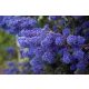 Kaliforniai orgona - Táskavirág - Ceanothus Impressus 'Blue Sapphire"
