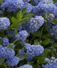 Kaliforniai orgona - Táskavirág - Ceanothus Impressus 'Blue Sapphire"