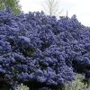 Kaliforniai orgona - Táskavirág - Ceanothus Impressus 'Blue Sapphire"