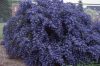 Kaliforniai orgona - Táskavirág - Ceanothus Impressus 'Blue Sapphire"