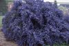 Kaliforniai orgona - Táskavirág - Ceanothus Impressus 'Blue Sapphire"