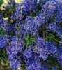 Kaliforniai orgona - Táskavirág - Ceanothus Impressus 'Blue Sapphire"