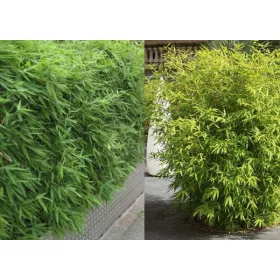 Panda Bambusz - Fargesia Rufa