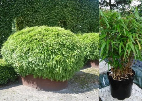 Panda Bambusz - Fargesia Rufa