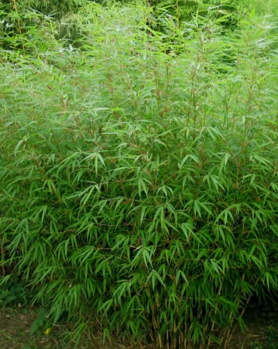 Panda Bambusz - Fargesia Rufa