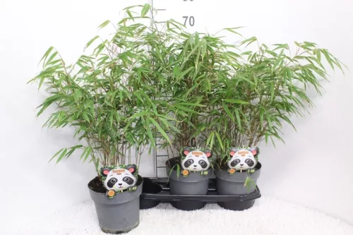 Panda Bambusz - Fargesia Rufa