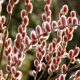 Rózsaszín barkafűz - Salix Gracilistyla "Mount Aso"