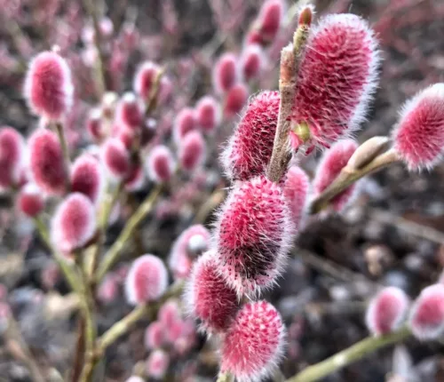 Rózsaszín barkafűz - Salix Gracilistyla "Mount Aso"