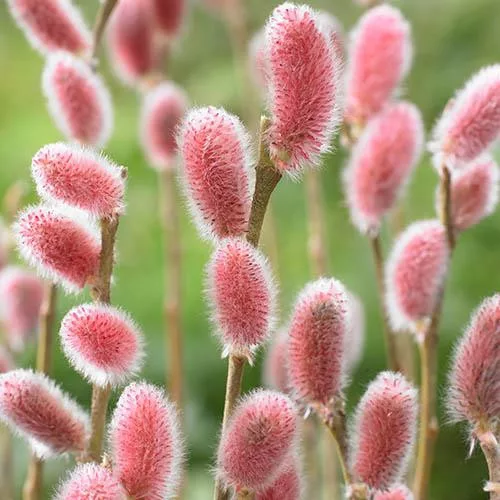Rózsaszín barkafűz - Salix Gracilistyla "Mount Aso"