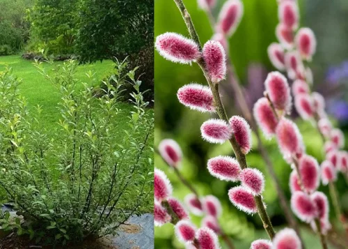 Rózsaszín barkafűz - Salix Gracilistyla "Mount Aso"