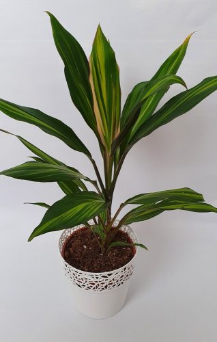 Bunkólilom (Cordilyne Terminalis) - Kiwi