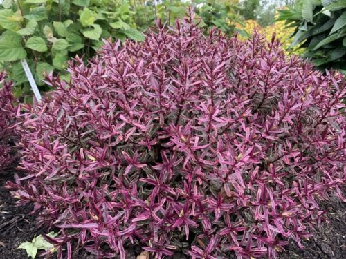 Örökzöld veronikacserje - HEBE Frozen Flame