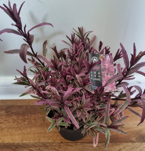 Örökzöld veronikacserje - HEBE Frozen Flame