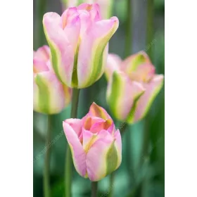 Tulipán - Tulip " Groenland"
