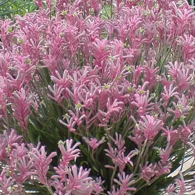 Rózsaszín Kengurumancs - Anigozanthos "Pearl"