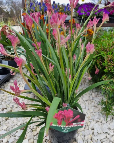  Rózsaszín Kengurumancs - Anigozanthos "Pearl"