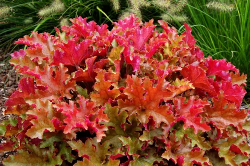Tűzeső - Heuchera "